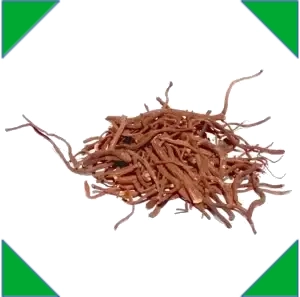Organic Gentian Roots Whole